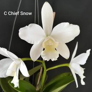 Cattleya Chief Snow