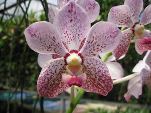 Vanda Manila