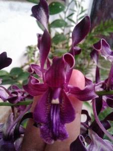 Dendrobium Indonesia Damai