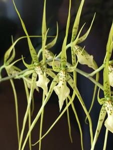 Brassia Datacosa