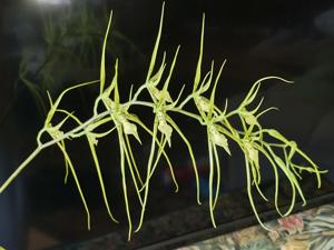 Brassia Datacosa