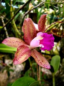 Rhyncholaeliocattleya Deception Spots