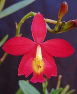 Epicattleya Veitchii