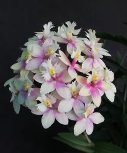 Epidendrum Wedding Valley