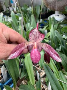 Paphiopedilum Pink Sky