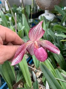 Paphiopedilum Pink Sky