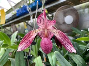 Paphiopedilum Pink Sky