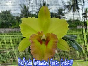 Rhyncholaeliocattleya Prada Dreamland