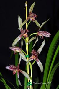 Cymbidium Koh-Hou