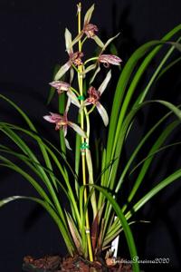 Cymbidium Koh-Hou