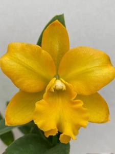 Cattlianthe Little Fairy