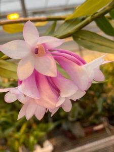 Dendrobium Pink Glow