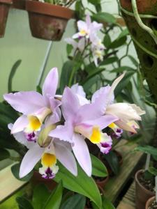 Cattleya Star Parade
