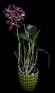 Cattleya Elegans (1879)