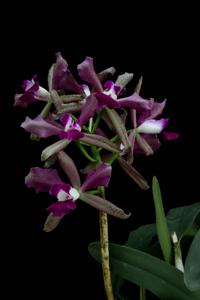 Cattleya Elegans (1879)