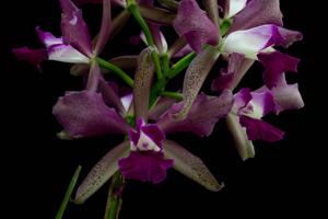 Cattleya Elegans (1879)