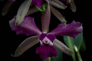 Cattleya Elegans (1879)