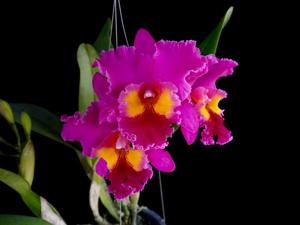 Rhyncholaeliocattleya Tab Tim Sayam