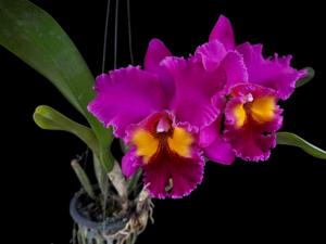 Rhyncholaeliocattleya Tab Tim Sayam