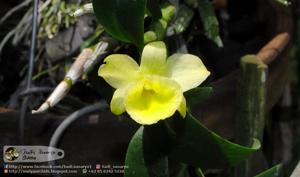 Dendrobium Sekar Kinanti