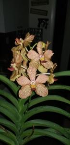 <i>Vanda</i> Wes Harris