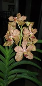<i>Vanda</i> Wes Harris