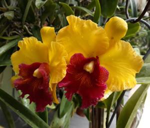 Rhyncholaeliocattleya Arom Gold