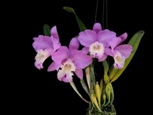 Rhyncholaeliocattleya Chian-Tzy Marvel