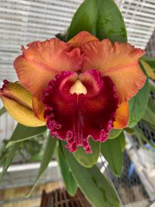 Rhyncholaeliocattleya Focus Taiwan