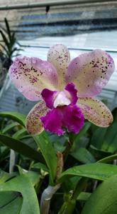 Cattleya Graceful Gift