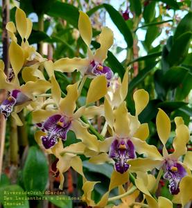 Dendrobium Ronald Imanuel-lasianthera