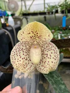 Paphiopedilum Lucky Bells-Conco-bellatulum