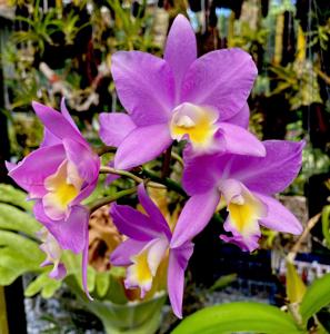 Guaricattonia Sadie Rainn