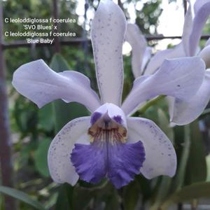 Cattleya Leoloddiglossa