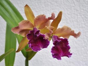 Cattleya Luminosa (1901)