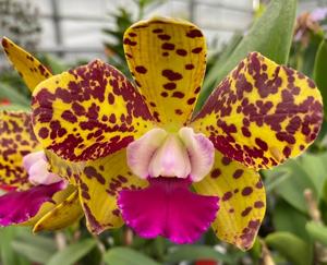 Rhyncholaeliocattleya Naomi's Delight