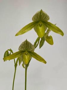 Paphiopedilum Green Horizon