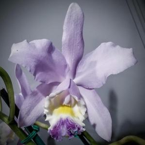 Cattleya Mrs. Herbert Greaves