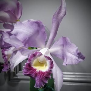 Cattleya Jackie Stidham