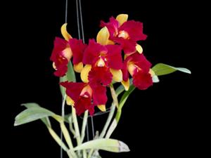 Rhyncholaeliocattleya Tzeng-Wen Beauty