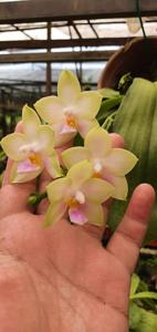 Phalaenopsis Ba-Shi Canary