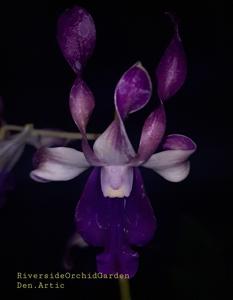 Dendrobium Artic