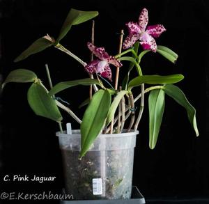 Cattleya Pink Jaguar