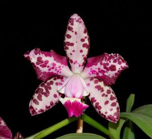 Cattleya Pink Jaguar