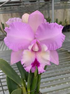 Rhyncholaeliocattleya Chief Pink