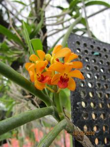 Luisanda Agnes Light