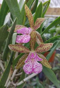 Brassocattleya Florida Stars