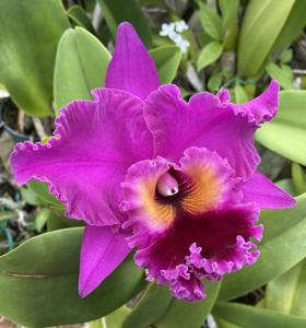 Rhyncholaeliocattleya Raye Holmes