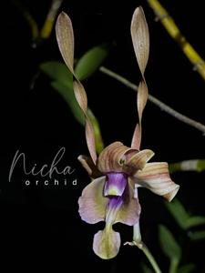 Dendrobium Nicha Scarab