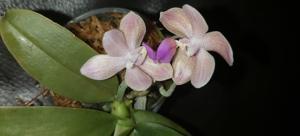 Phalaenopsis Javalin